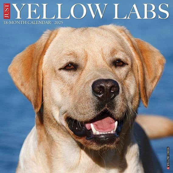 Just Yellow Labs 2025 12" x 12" Wall Calendar