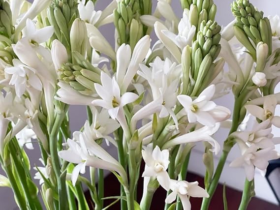 Polianthes tuberosa 'Tuberose' Single Bloom Bulbs / 5 Hardy Perennial Tubers That Produce Multiple Fragrant White Blooms in Early Fall by The Southern Bulb Company