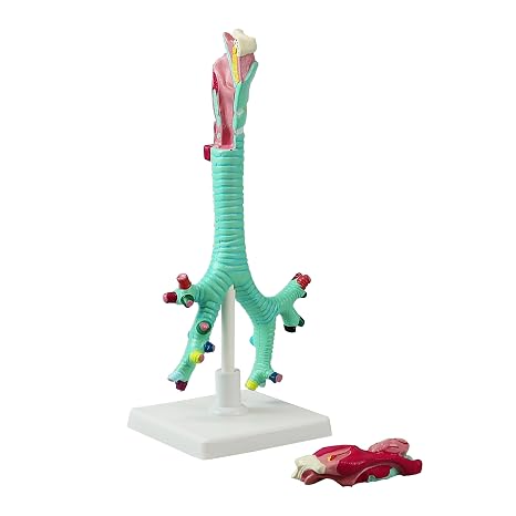 VAR479 Human Larynx, Trachea and Bronchi Model | Life Size | 2 - Part | Respiratory System Anatomical Model