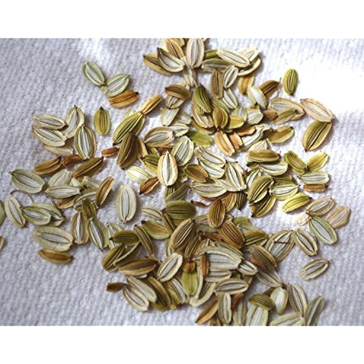 Ashitaba seeds 100pcs Tomorrows Leaf from Japan