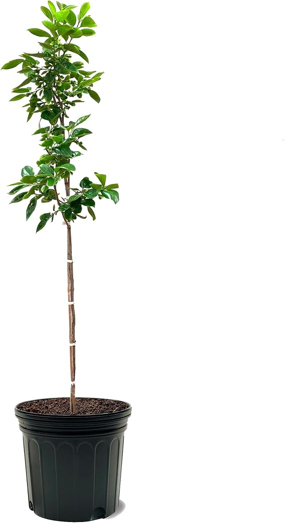 Persimmon Trees (Ichi Ki Kei Jiro, 7 gal.)