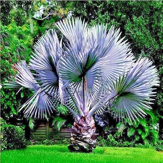 5 Seeds - Mexican Blue Hesper Fan Palm Tree Seeds | Grey Goddess Tropical Cold Hardy!
