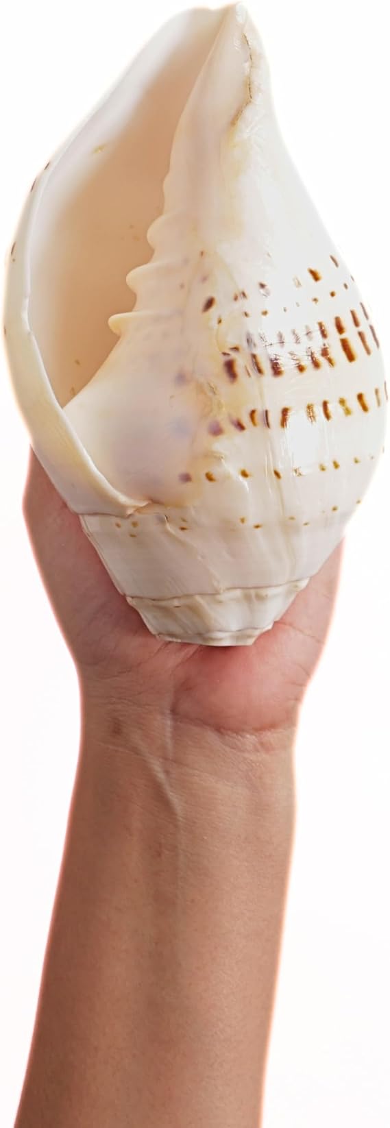 Natural Conch Sea Shell Shankh| Vamavarti Blowing Shankh for Pooja and Gauri 10"-11"