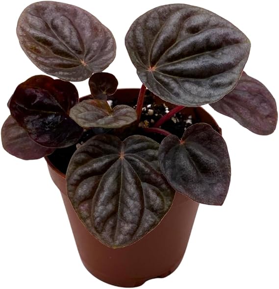 BubbleBlooms Red Peperomia caperata, Red Emerald Ripple, Frost, Platinum, in a 2 inch Pot Tiny Mini Pixie Plant