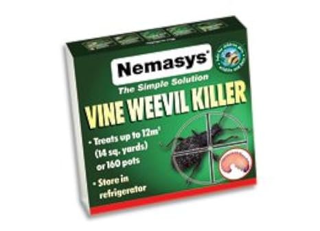 Nemasys vine weevil killer 12sq m - same-day despatch for Insects