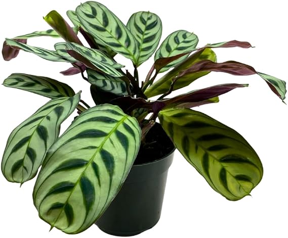 BubbleBlooms Calathea Burle Marxii in a 4 inch Pot Prayer Plant