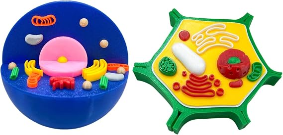 Education Animal Plant Cell Model Anatomical for Teaching Demonstration and