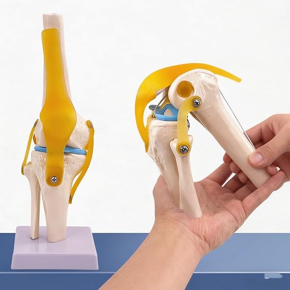 Human Knee Joint Function Model Human Skeleton Joint Model Knee Joint Model Kneecap Patella Model