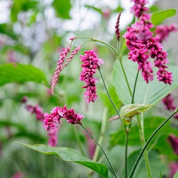 Kiss-Me-Over-The-Garden-Gate 20 Seeds | Packaged in an airtight, watertight glass vial with cotton and moisture-absorbing silica for long-term seed storage.
