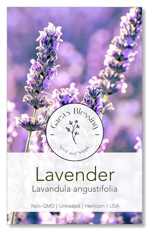 Gaea's Blessing Seeds - English Lavender Seeds - Heirloom Non-GMO Seeds with Easy to Follow Instructions - Vera True Lavender Heirloom - 91% Germination Rate (Single Pack)