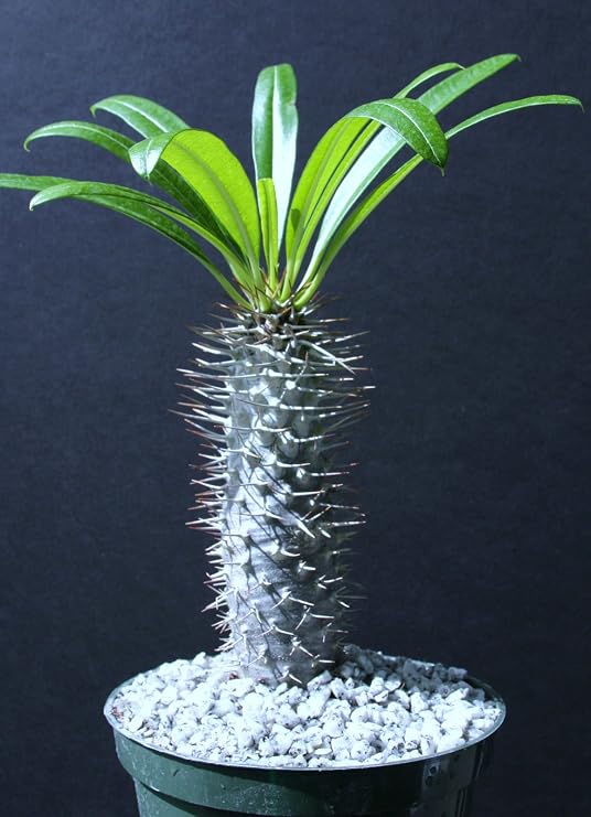Pachypodium lamerei rare madagascar palm plant cactus cacti caudex bonsai 6" pot