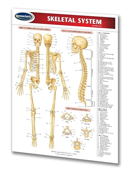 Skeletal System - Medical Quick Reference Guide by Permacharts