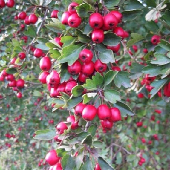 Wild Hawthorn Seeds (Crataegus monogyna) 10 Seeds | Packaged in an airtight, watertight glass vial with cotton and moisture-absorbing silica for long-term seed storage.