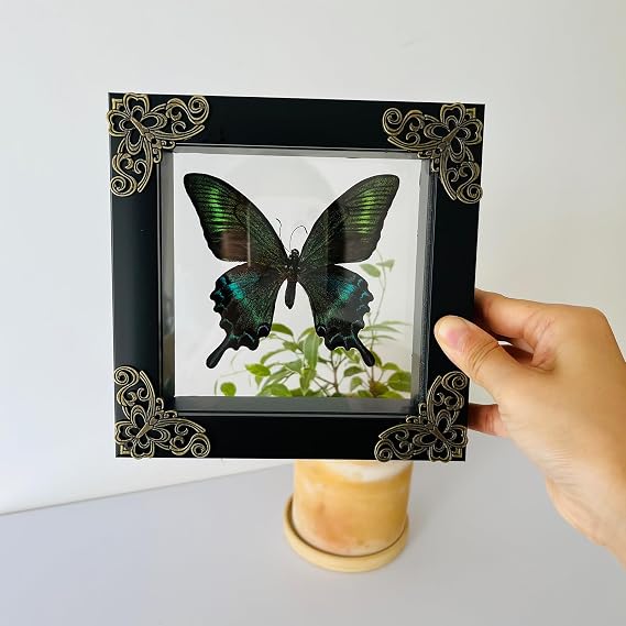 Insect Display Case, Insect Display Box,Butterfly Shadow Box with,Butterfly Display,Insect Pinning Kit,Riker Display Cases for Collecting Butterfly and Bug