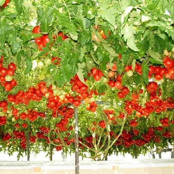 Italian Tree Tomato Seeds 5 Seeds | Packaged in an airtight, watertight glass vial with cotton and moisture-absorbing silica for long-term seed storage.