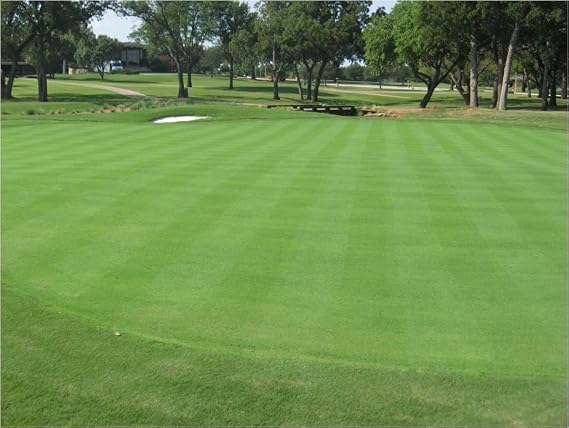 Creeping BentGrass Seeds, 5 Pounds