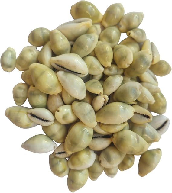 Bhavicreation Yellow Cowrie for Puja - 30pcs Peli Kaudi Yellow Kaudi Money Cowrie Laxmi Puja Samgari