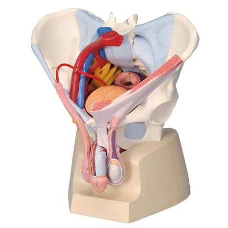 3B Scientific H21/3 Male Pelvis with Ligaments, Nerves and Organs, 7 Part - 3B Smart Anatomy