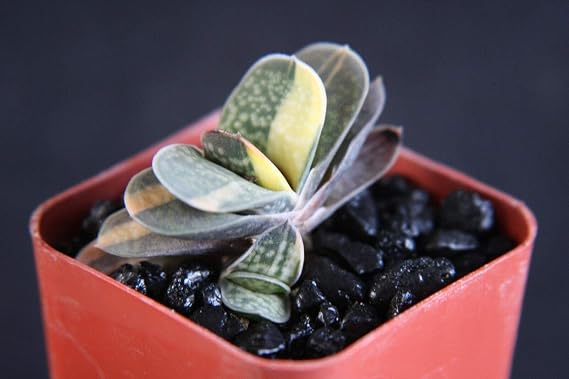 Gasteria Gracilis Variegated (CHK) Exotic Rare Succulent Haworthia Plant 2" Pot
