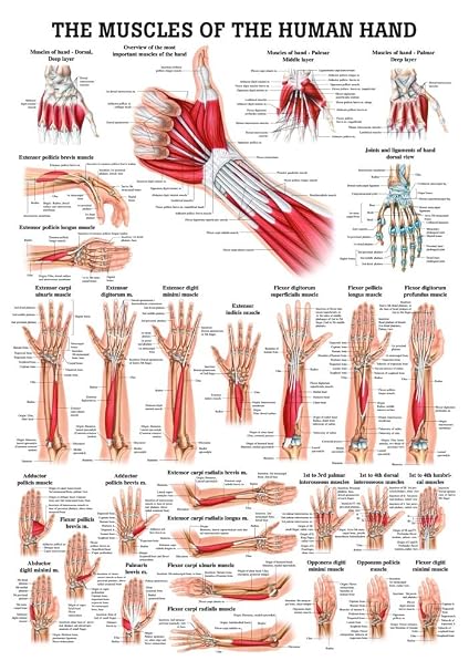 Muscles of the Hand Laminated Anatomy Chart