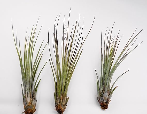 Tillandsia Juncea Air Plants 5 Pack