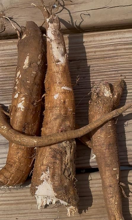 Fresh Harvested Poke Root