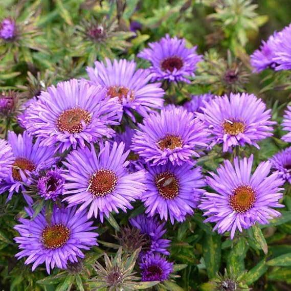 New England Aster Purple Perennial novae-angliae Heirloom 100 Seeds by OrginBud