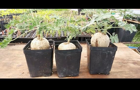 Jatropha Berlandieri Caudex Caudiciform Succulent