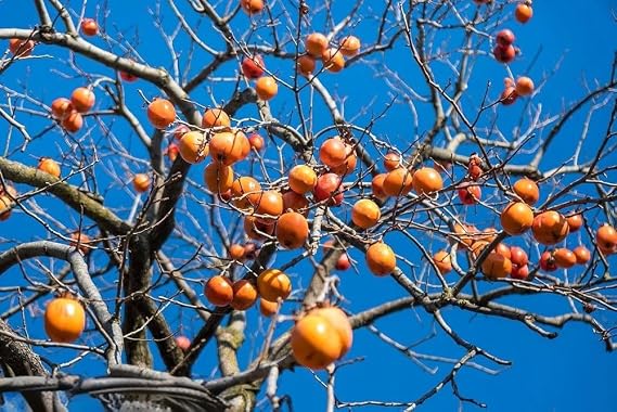 10+ Japanese Persimmon Tree Seeds Fuyu Persimmon Diospyros Kaki Fruit Seed Garden Planting