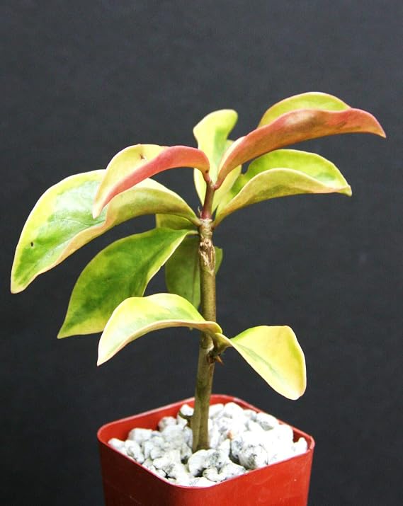 nrg Fresh Seeds - Pereskia aculeata Variegated Exotic Climber Cacti Rare Plant Cactus 2" Pot V , Succulent, Cactus, for Home and Garden