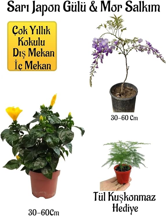 Sarı Japon Gülü Çiçeği, Mor Salkım Ağacı Fidanı, Tül Kuşkonmaz Hediyeli Peyzaj Seti