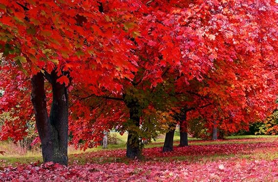 30 Red Maple Seeds for Planting Outdoors (Acer rubrum) Fast-Growing Native Shade Tree Brilliant Red Fall Foliage Seeds for Yard, Park & Reforestation Projects (30 Seeds)