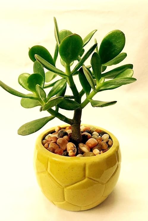 Para Çiçeği 15 20 Mini Cm Crassula Ovata Para Ağacı