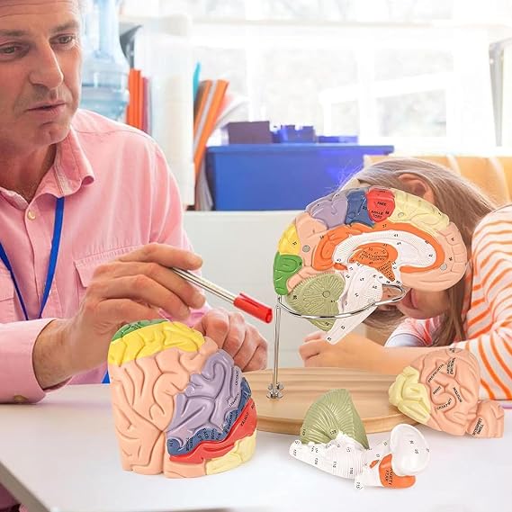 Colour-Coded Human Brain Model 2X Life-Size Human Brain Model for Neuroscience with Labels 9 Colours Anatomy Model for Classroom Science Learning