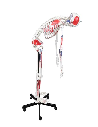 PARCO PB00037 Full Size 67" Flexible Human Skeleton with Hand Painted Muscles | Flexible Articulated Spinal Column | Pelvic Mounted On Roller Base | Corresponding Key Card
