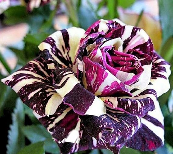 10 Seeds Black Dragon Rose Garden Plant Flower Viable Seeds Easy to Grow Garden
