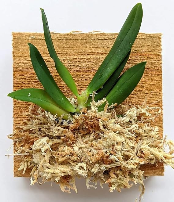 Miniature Orchid: Gastrochilus Japonicus (The Yellow Pine Orchid), Wood Mounted