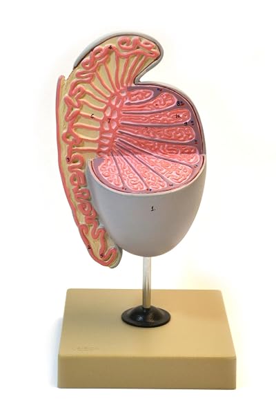 EISCO Human Testicle Model, Three Dimensional, with Hand Painted Details - Mounted on Stand, 9" Tall - Eisco Labs