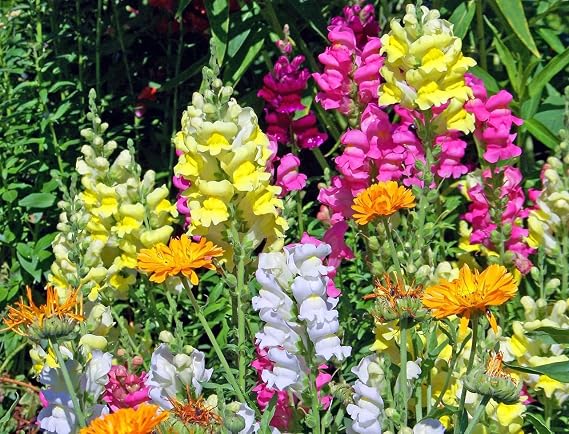 3000+ Giant Snapdragon Seeds Mixed Colors Antirrhinum Majus Maximum Flower Seeds for Planting Outdoors, Tall Garden Snapdragons, Easy to Grow Annual Flower Seeds (1g)