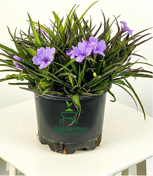Gardenbox Saksıda Mor Renk Meksika Petunyası, 30-60 cm, 1 Adet