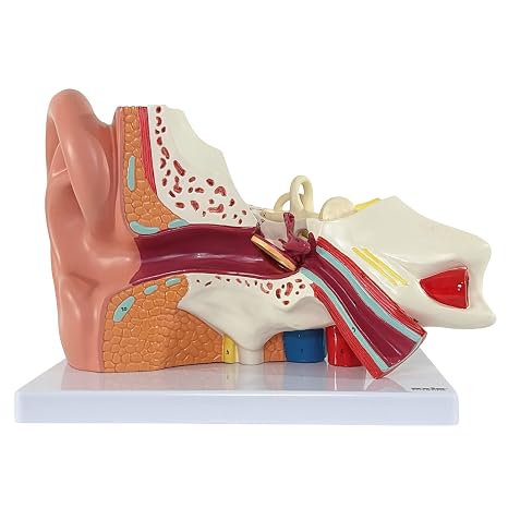 Axis Scientific Human Ear Model, 5 Times Enlarged 4 Dimensional Model with 3 Parts Showing Major Regions of The Ear Includes Base, Detailed Product Manual | 5 Times Enlarged 4-Dimensional Ear Anatomical Model with 3 Parts Showing Major Regions of The Ear