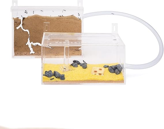 Sand Ant Farm Wall Kit (Anthill, Formicarium, Educational, Ants)