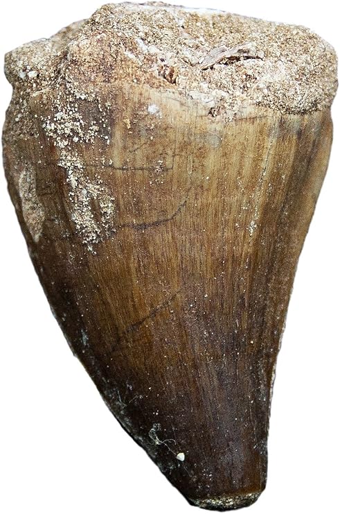 Fossil Mosasaur Tooth