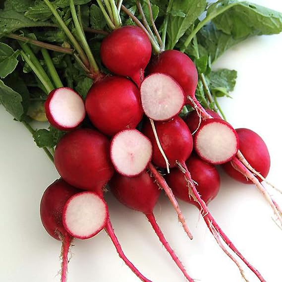 Sustainable Seed Co Crimson Giant Radish Seeds 1/4 LB ~10,500 Seeds | Heirloom, Open Pollinated, Non-GMO, Farm & Vegetable Gardening Seed