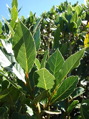Laurus nobilis - Bay Leaf Tree - Bay Laurel or Sweet Bay - Live Plant