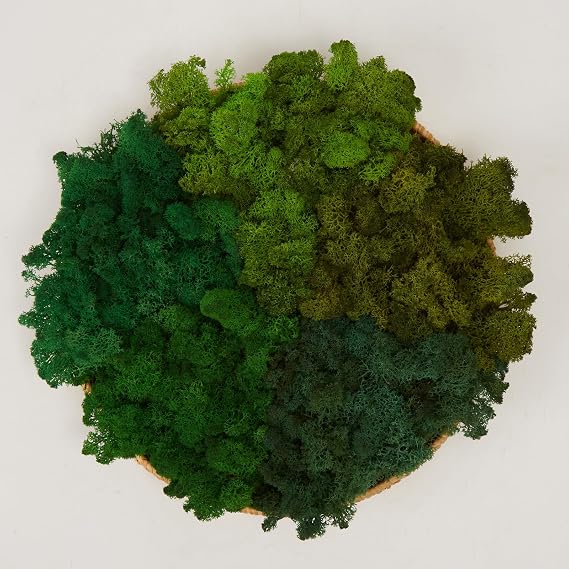 Preserved Reindeer Moss Natural Green DIY Kit Gardenning Art Wall Decor Florist Decor Easter Table Decor Wedding