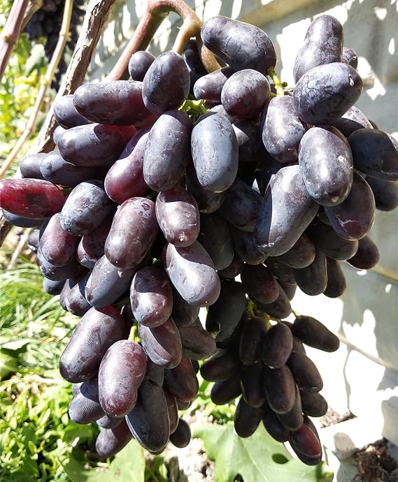 Grape Vine Plant,Good for Containers,Ggrape Bare Root,Excellent Display, Finger Grape Root-2 Roots
