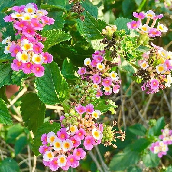Shirley Annette Lantana (Lantana Camara) - Grow Now or Store for Future Planting - Capsule of 20 Seeds