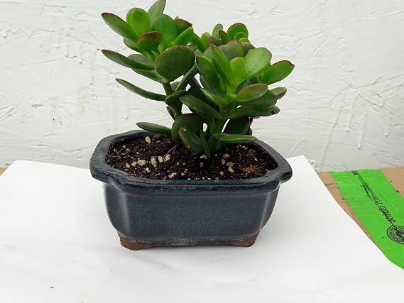Jade Plant - Crassula - Easy to Grow - 4x4x2" ceramic Pot - unique from Jmbamboo
