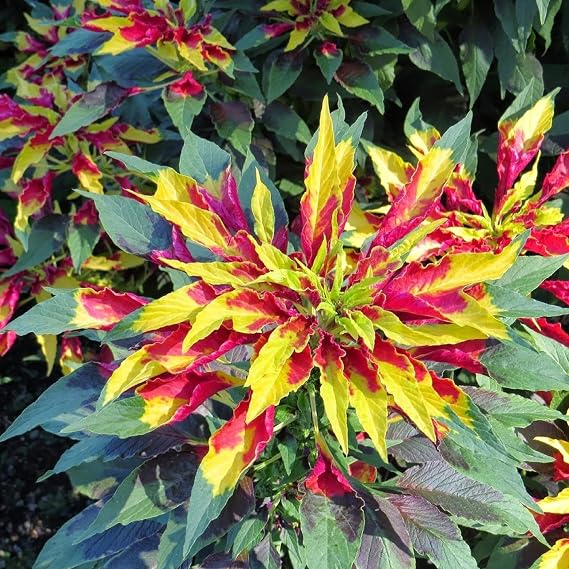 Joseph's Coat Perfecta Amaranth Seeds 40 Seeds | Packaged in an airtight, watertight glass vial with cotton and moisture-absorbing silica for long-term seed storage.